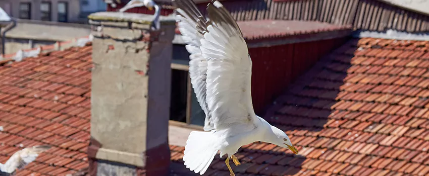 Residential Chimney Animal Removal Solution in Randallstown, MD
