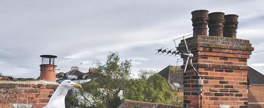 Chimney Cleaning And Restoration in Randallstown, Maryland